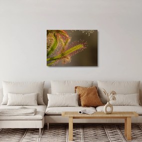 Sklenený obraz rastliny (70x50 cm)