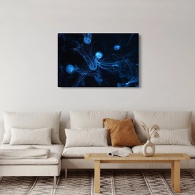 Obraz - Medúzy (90x60 cm)