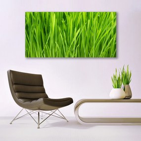 Obraz na akrylátovom skle Tráva rastlina príroda 120x60 cm