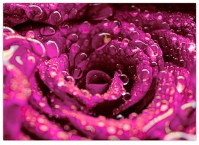 Sklenený obraz ružového kvetu ruže (70x50 cm)