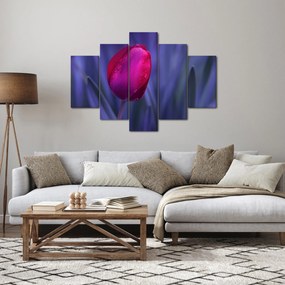 Obraz pupete tulipánu (150x105 cm)