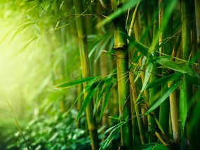 Fototapeta - Džungľa - bambus 200x154 + zadarmo lepidlo