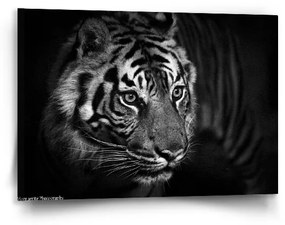 Sablio Obraz Čierno-biely tiger - 90x60 cm