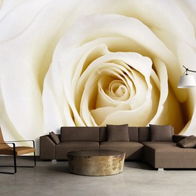 Fototapeta - Biela ruža 250x175 + zadarmo lepidlo