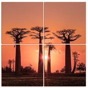 Obraz na plátne - Baobaby pri západe Slnka - štvorec... 305FD (100x100 cm)