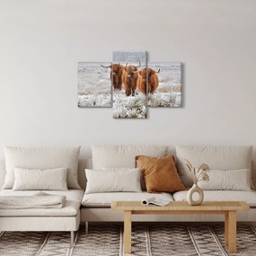 Obraz - Škótske kravy (90x60 cm)
