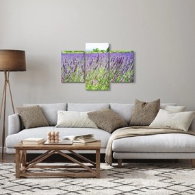 Obraz poľa s levanduľou (90x60 cm)