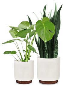 Fox & Fern Enspijk, kvetináče, 2 dielna súprava, 2 veľkosti, orechové drevo, Polystone, ručne vyrobené