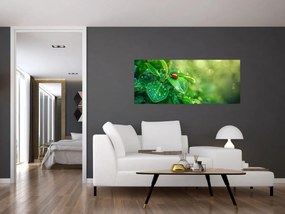 Obraz - Lienka (120x50 cm)