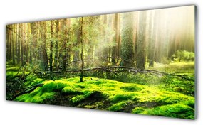 Obraz na akrylátovom skle Mech les príroda 125x50 cm