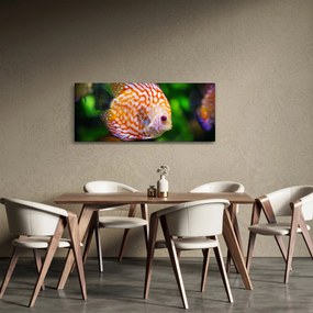 Obraz ryby (120x50 cm)