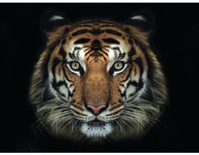 Fototapeta vliesová Tiger 243x184 cm