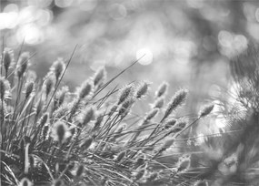 Obraz - Béžová soft grass N⁰1 (70x50 cm)