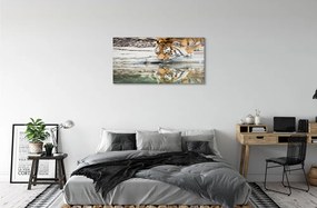 Obraz na akrylátovom skle Tiger pitie 100x50 cm