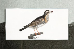 Obraz na skle Kreslenie vetva zvierat vták