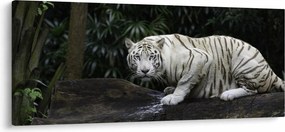 Obraz - Tiger albín (120x50 cm)