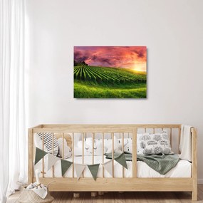 Sklenený obraz vinice s farebným nebom (70x50 cm)