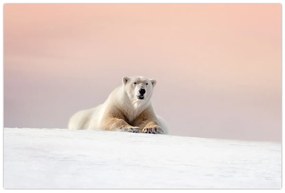 Obraz - Ľadový medveď (90x60 cm)
