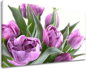 Obraz na stenu KVETY TULIPÁNY XOBKV131E11 - 30x40 cm