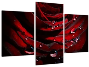 Obraz - Detail ruže (90x60 cm)