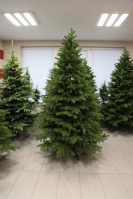 Borovica Limba 255cm- 100% 3D