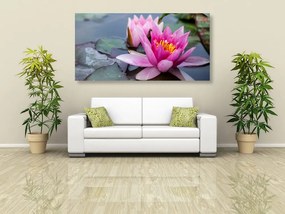Obraz ružový lotosový kvet Varianta: 100x50