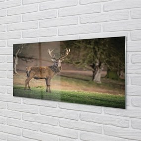Sklenený obraz Jeleň v poli 120x60 cm