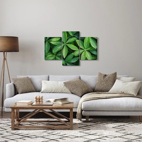 Obraz - Listy s kvapkami rosy (90x60 cm)
