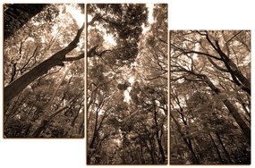 Obraz na plátne - Zelené stromy v lese 1194FD (135x90 cm)