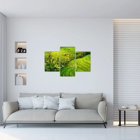 Obraz - Ryžové terasy (90x60 cm)