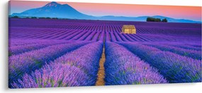 Obraz - Levanduľové pole (120x50 cm)