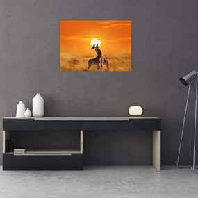 Obraz - Žirafy v národnom parku Serengeti (70x50 cm)