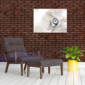 Obraz - Mačka s modrými očami (70x50 cm)