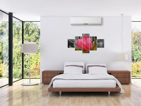 Obraz červeného tulipánu na čiernobielom pozadí