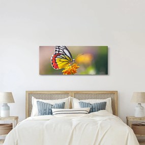 Obraz motýľa na kvete (120x50 cm)