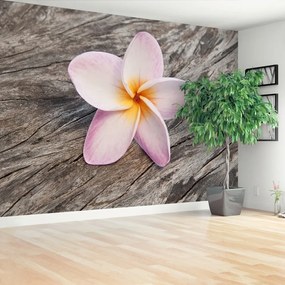 Fototapeta Vliesová Frangipani wood 250x104 cm