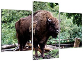 Obraz s americkým bizónom