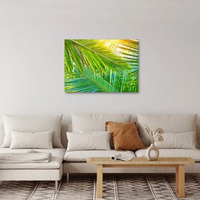 Obraz - Palmové listy (70x50 cm)