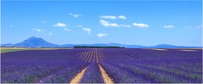 Obraz - Levanduľové pole (120x50 cm)