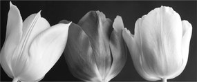 Obraz - Čiernobiele kvety tulipánov (120x50 cm)