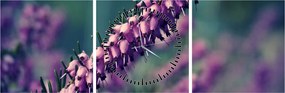 Obraz fialovej kvetiny (s hodinami) (90x30 cm)