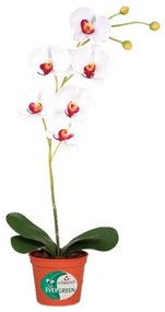 XXXLutz ORCHIDEA orchidea 60 cm - Kvety & kvetináče - 0030910241