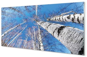 Sklenený obraz breza neba 100x50 cm