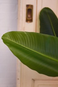 Umelý banánovník LORO, plast, výška 140 cm, zelená