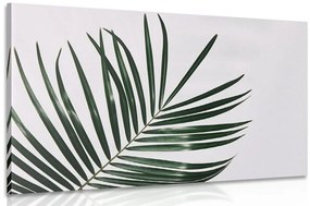 Obraz nádherný palmový list Varianta: 120x80