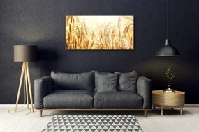 Skleneny obraz Obilie pole klasy príroda 100x50 cm