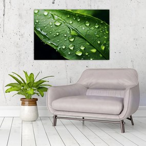 Obraz - List po daždi (90x60 cm)
