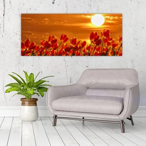 Obraz rozkvitnutého lánu s tulipánmi (120x50 cm)