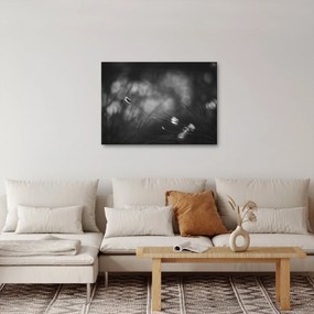 Obraz - Lúčna tráva (70x50 cm)
