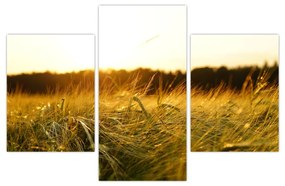 Obraz orosenej trávy (90x60 cm)